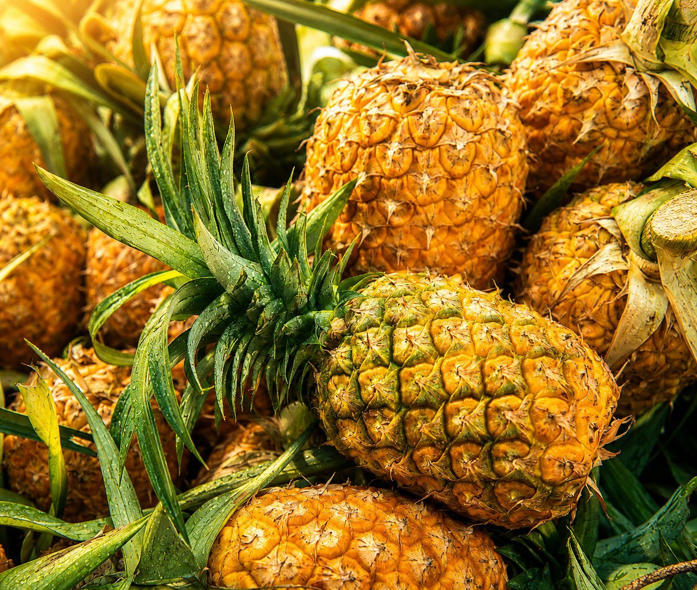 Ananas bio — Produit bio Les Domaines du Terroir