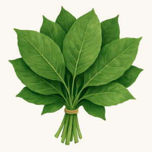 Feuilles de Jatropha