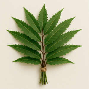 Feuille de neem