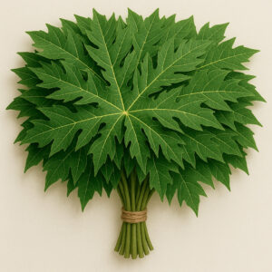 Feuille de papaye
